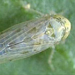 Beet Leafhopper