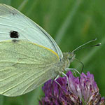 Cabbage Moth
