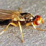 Carrot Rust Fly
