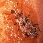 Carrot Weevil