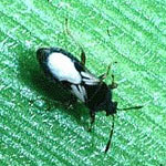 Chinch Bug