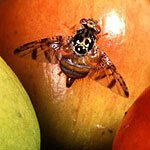 Fruit Flies