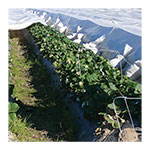 Agribon AG-70 Frost Protection