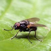 Natural Fly Control