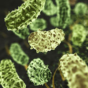 Beneficial Organisms