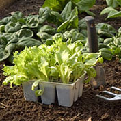 Natural Fertilizers for Organic Growing