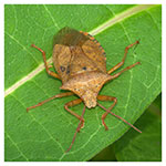Spined Soldier Bug